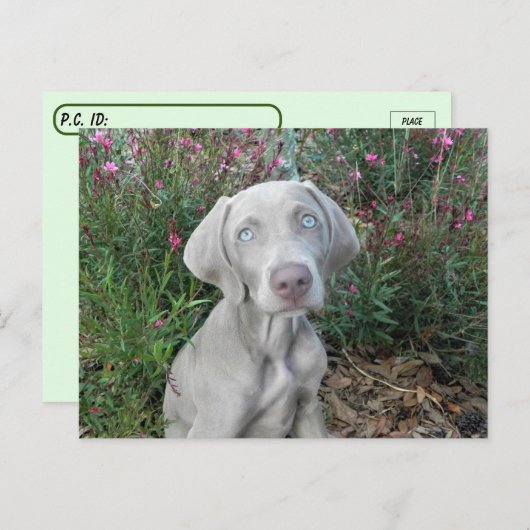 Postüberqueren des Party Brooklyn's Garden - Weima Postkarte (Vorne/Hinten)