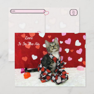 Postüberqueren von Bandits bester gedeckter Katze  Postkarte