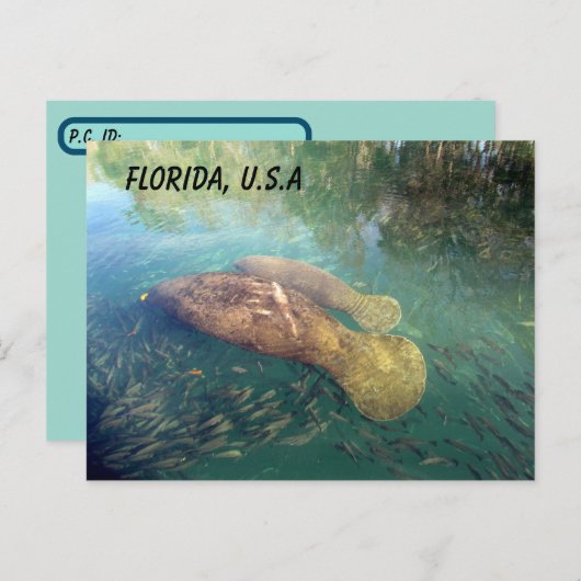 Postüberqueren von Florida Manatee and Baby w ID B Postkarte (Vorne/Hinten)