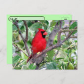 Postüberqueren von handsome männlichen Kardinälen  Postkarte (Vorne/Hinten)