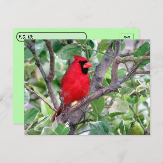 Postüberqueren von handsome männlichen Kardinälen Postkarte (Vorne/Hinten)