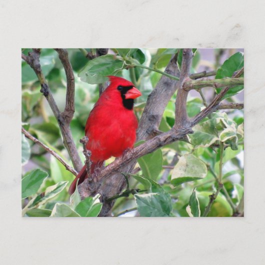 Postüberqueren von handsome männlichen Kardinälen  Postkarte (Vorderseite)