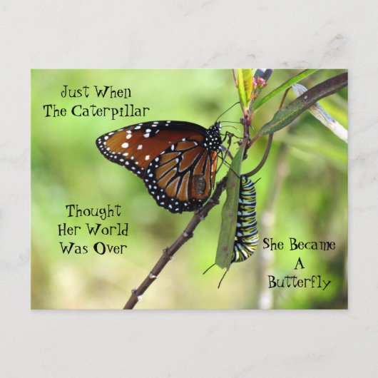 Postüberqueren von Queen Butterfly & Monarch mit I Postkarte (Vorderseite)