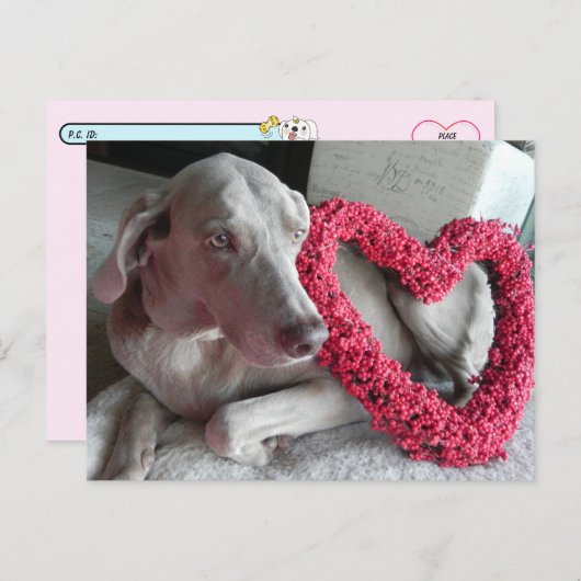 Postüberqueren von Rain the Wiemaraner Liebe Postk Postkarte (Vorne/Hinten)