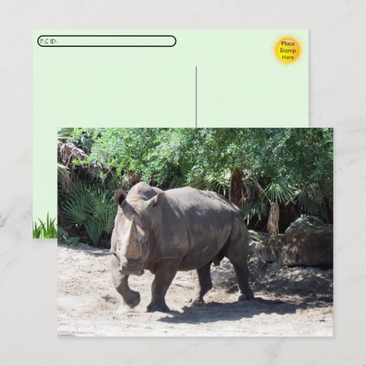 Postüberqueren von Rhinoceros Postkarte (Vorne/Hinten)