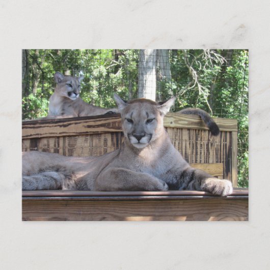 Postüberquerung - 11 Monate alte Cougar Cubs Pic Postkarte (Vorderseite)