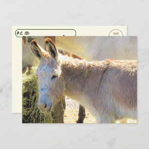 Postüberquerung - Adable Postkarte des Donkey