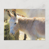 Postüberquerung - Adable Postkarte des Donkey (Vorderseite)