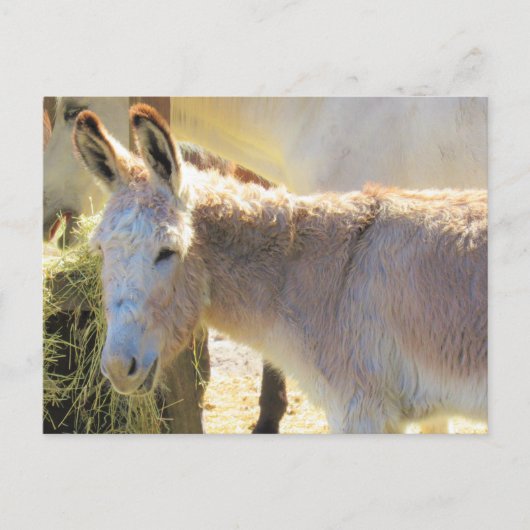 Postüberquerung - Adable Postkarte des Donkey (Vorderseite)