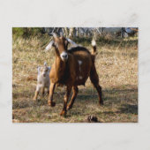 Postüberquerung Adorable Goes Postkarte (Vorderseite)