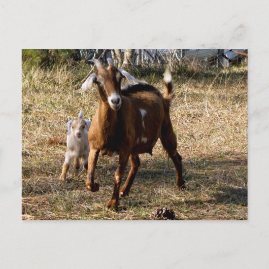 Postüberquerung Adorable Goes Postkarte (Vorderseite)