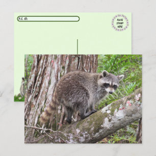 Postüberquerung Bild einer Nahrungsaufnahme Raccoo Postkarte