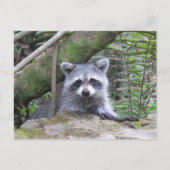 Postüberquerung Bild eines Adorable Baby Raccoon Postkarte (Vorderseite)