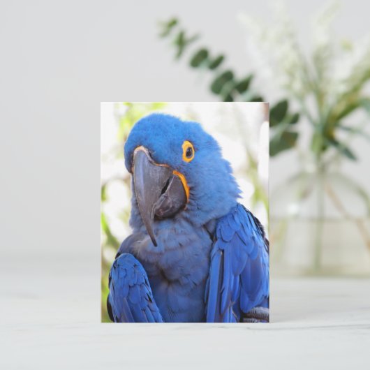 Postüberquerung - Bild eines Blue-Gold-Macaw Postkarte (Stehend Vorderseite)