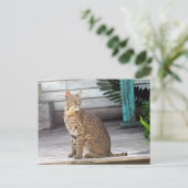 Postüberquerung - Bild eines Bobcat in Florida Postkarte (Stehend Vorderseite)