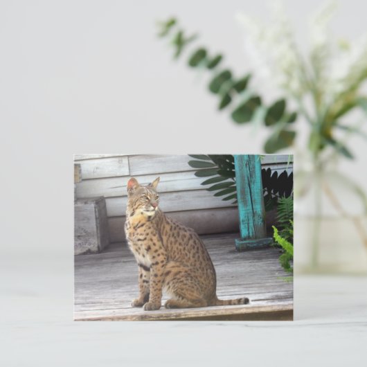 Postüberquerung - Bild eines Bobcat in Florida Postkarte (Stehend Vorderseite)