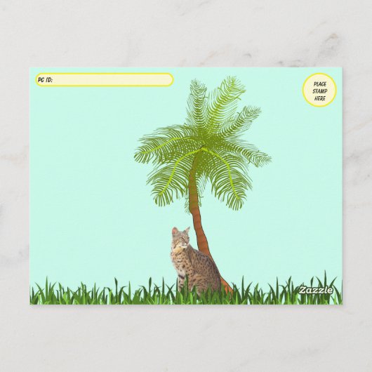 Postüberquerung - Bild eines Bobcat in Florida Postkarte (Rückseite)