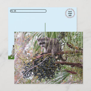 Postüberquerung Bild eines jungen Raccoon Eating B Postkarte