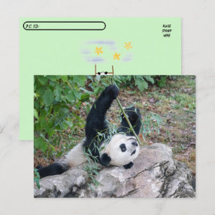 Postüberquerung Bild eines Riesenpanda Postkarte
