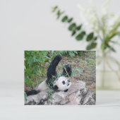 Postüberquerung Bild eines Riesenpanda Postkarte (Stehend Vorderseite)