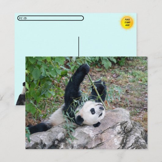 Postüberquerung Bild eines Riesenpanda Postkarte (Vorne/Hinten)