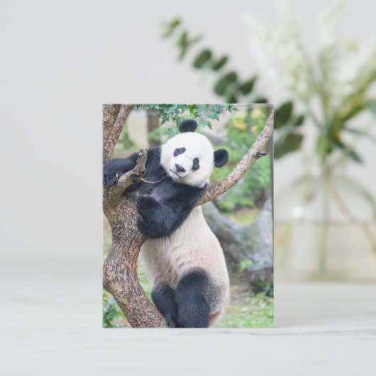 Postüberquerung Bild eines Riesenpanda Postkarte (Stehend Vorderseite)