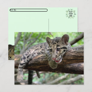 Postüberquerung Bild von getrübtem Leoparden Cub Postkarte