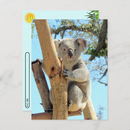 Postüberquerung - Bild von Koala Postkarte (Vorne/Hinten)