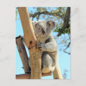 Postüberquerung - Bild von Koala Postkarte (Vorderseite)
