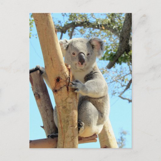 Postüberquerung - Bild von Koala Postkarte (Vorderseite)