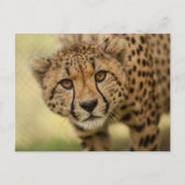 Postüberquerung Cheetah Cub Postkarte (Vorderseite)