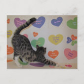 Postüberquerung - Das Herz der Katze für die Disku Postkarte (Vorderseite)