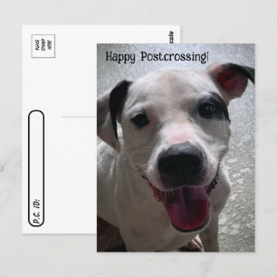 Postüberquerung der Pit Bull Postkarte
