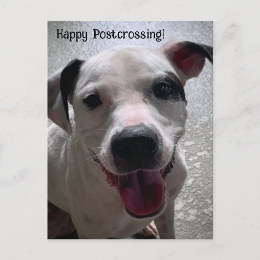 Postüberquerung der Pit Bull Postkarte (Vorderseite)