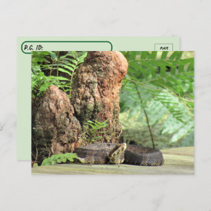 Postüberquerung - Florida Cottonmouth im Sumpf Postkarte