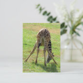 Postüberquerung Funny Giraffe Hintern Postkarte (Stehend Vorderseite)