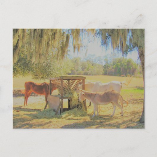Postüberquerung = Fütternd Station 2 Pferde und Do Postkarte (Vorderseite)