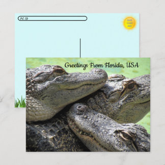 Postüberquerung - Gruß von Florida Alligator Postkarte