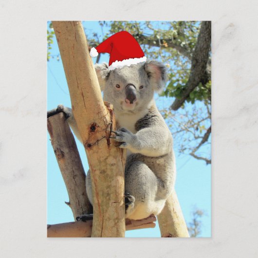 Postüberquerung - Koala Weihnachten Postkarte (Vorderseite)