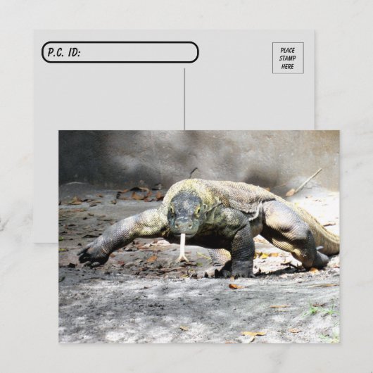 Postüberquerung - Komodo Dragon kommt für Sie Postkarte (Vorne/Hinten)