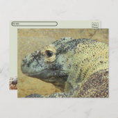 Postüberquerung - Komodo Dragon Postkarte (Vorne/Hinten)