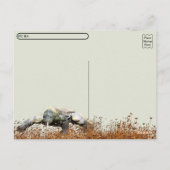 Postüberquerung - Komodo Dragon Postkarte (Rückseite)