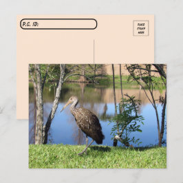 Postüberquerung - Limpkin auf der Postkarte