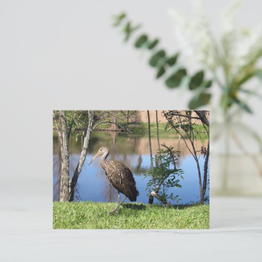 Postüberquerung - Limpkin auf der Postkarte (Stehend Vorderseite)
