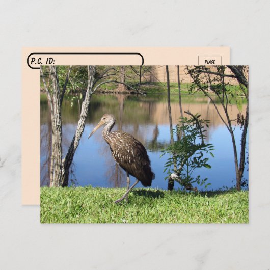 Postüberquerung - Limpkin auf der Postkarte (Vorne/Hinten)