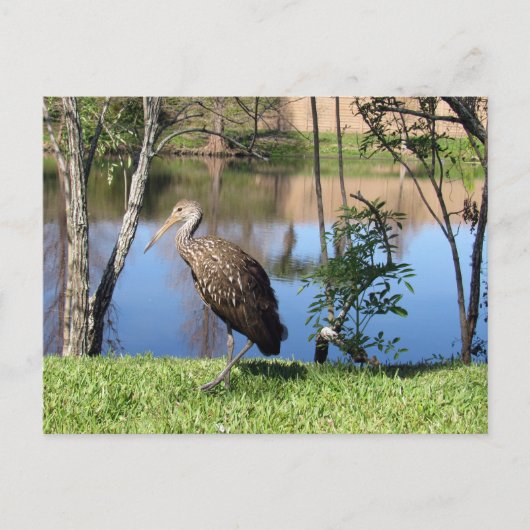 Postüberquerung - Limpkin auf der Postkarte (Vorderseite)