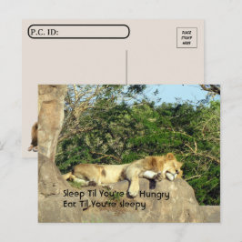 Postüberquerung - Lion Sleep, bis Sie Hungrigem Zi Postkarte