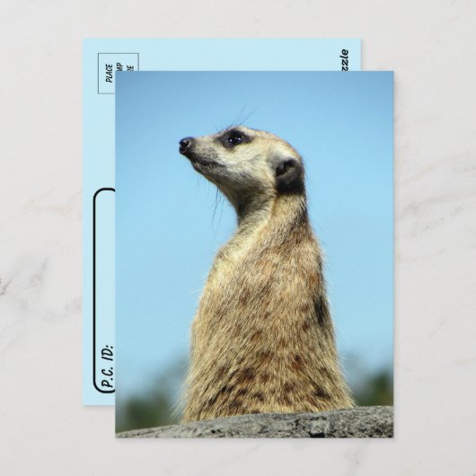 Postüberquerung - Meerkat auf Patrol Grußkarte Postkarte (Vorne/Hinten)