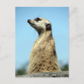 Postüberquerung - Meerkat auf Patrol Grußkarte Postkarte (Vorderseite)