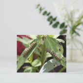 Postüberquerung - Monarchschmetterling-Raupen Postkarte (Stehend Vorderseite)